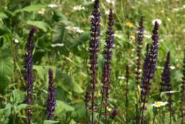 Salvia nemorosa 'Caradonna' bestellen